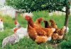 Franța impune izolarea găinilor crescute în curte, de teama gripei aviare