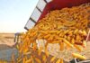 România, locul 2 în UE, după Franţa, la producţia de porumb boabe realizată anul trecut