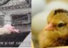 Masacrul agriculturii românești: După ce a ucis 100.000 de porci, acum Guvernul a dispus GAZAREA a MILIOANE de pui