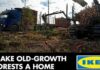 Greenpeace acuză IKEA că face mobilier din ultimele păduri naturale ale Carpaţilor româneşti