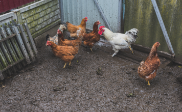 Nu este glumă! Guvernul Bolojan ar urma să pună taxe pe cotețul găinilor și cușca câinelui din curțile românilor