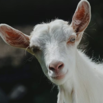 Franța | Un cetățean afgan de 19 ani a fost arestat după ce a fost prins că a violat în serie mai multe capre și oi