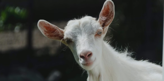 Franța | Un cetățean afgan de 19 ani a fost arestat după ce a fost prins că a violat în serie mai multe capre și oi