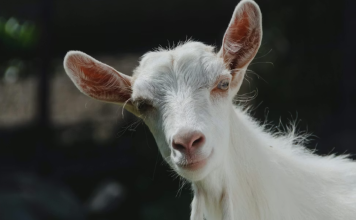 Franța | Un cetățean afgan de 19 ani a fost arestat după ce a fost prins că a violat în serie mai multe capre și oi