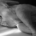 Prăpăd în Uniunea Europeană, în urma acordului cu Mercosur: 80% din puiul congelat importat din Brazilia este contaminat cu Salmonella